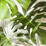 monstera