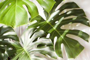 monstera