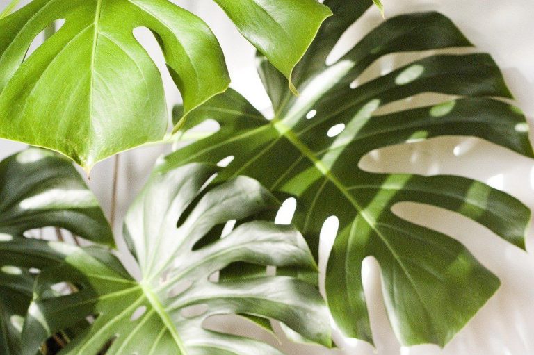 monstera
